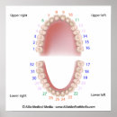 Recherche de anatomie de dents posters Médical