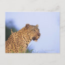 Recherche de mâles cartes postales Nature