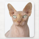 Recherche de chat sphynx tapis souris Animal