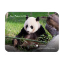 Recherche de panda photographie Chine