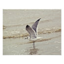 Recherche de mouettes art Côtier