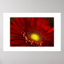 Recherche de gerbera rouge posters Macro