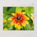 Recherche de rudbeckias cartes postales Floral