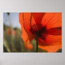 Recherche de coquelicots posters Frais