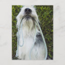 Recherche de boucher cartes postales Animal