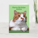 Recherche de chat orange et blanc Animal