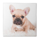 Recherche de bouledogue français carreaux Animaux domestiques