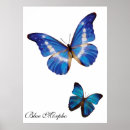 Zoek naar morpho vlinder posters Blauwe morfovlinder