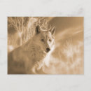 Recherche de portrait de loup cartes postales Loups