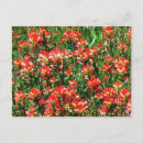 Recherche de pinceau indien cartes postales Fleurs
