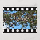 Recherche de cacatoès cartes postales Oiseau