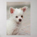 Recherche de chien blanc posters Adorable