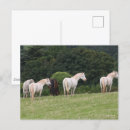 Zoek naar ponies briefkaarten Bob langrish