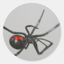 Recherche de araignée autocollants Veuve