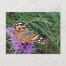 Zoek naar geschilderde vlinder briefkaarten Oranje
