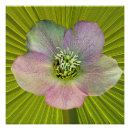 Recherche de hellebore posters Hellébore