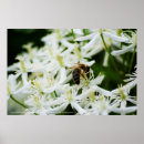 Recherche de insecte posters Jardin