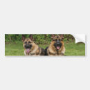 Recherche de chien berger allemand voiture autocollants Canine