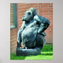 Recherche de gorilles posters Primates