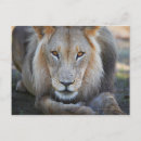 Zoek naar panthera leo briefkaarten Close up