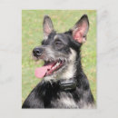 Recherche de furry cartes postales Chien