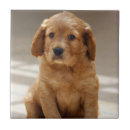 Zoek naar schaats tegels Schattig