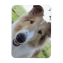 Recherche de colley magnets Chiots