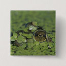 Zoek naar kikker buttons Meer