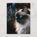 Zoek naar mooie katten briefkaarten Kattenliefhebber