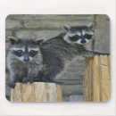 Zoek naar raccoon muismatten Baby