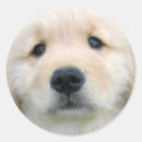 Zoek naar bezorgd stickers Puppy