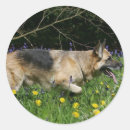 Recherche de alsacien autocollants Plomb et pam langrish