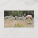 Zoek naar equine visitekaartjes Foto