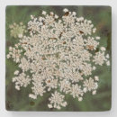 Recherche de reine dessous de verres Fleur