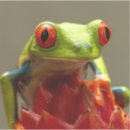 Recherche de grands yeux coques Animal