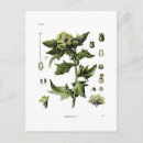 Recherche de niger cartes postales Floral