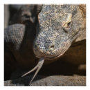 Recherche de komodo posters Reptile