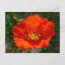 Recherche de pavots rouges cartes postales Pavot rouge