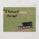 Recherche de angus cartes postales Pour tous