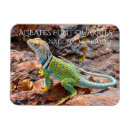 Recherche de lézard magnets Reptile