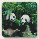 Recherche de panda dessous de verres Faune