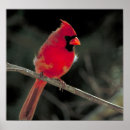Recherche de oiseau cardinal rouge posters Roux