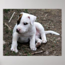 Recherche de pit bull terrier posters Chien