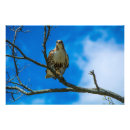 Zoek naar buizerd posters Vogels