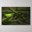 Recherche de tuberculose posters Bactérie