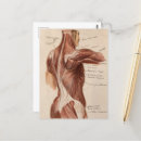 Recherche de anatomique cartes postales Muscles