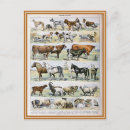 Recherche de mammifères cartes postales Animal