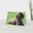 Recherche de caniche standard vœux cartes Chiot