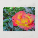 Zoek naar rode roos briefkaarten Natuur