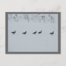 Recherche de oies sauvages cartes postales Ailes